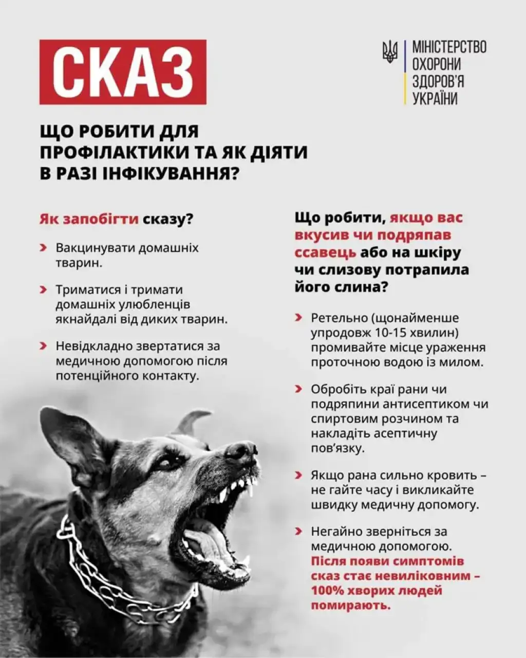У Красилові виявили собаку зі сказом: місто на карантині, навколишні села – у буферній зоні