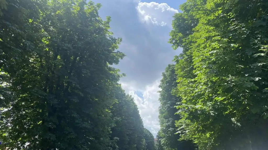 Спекотна погода на Хмельниччині 29 серпня: без опадів і з південним вітром