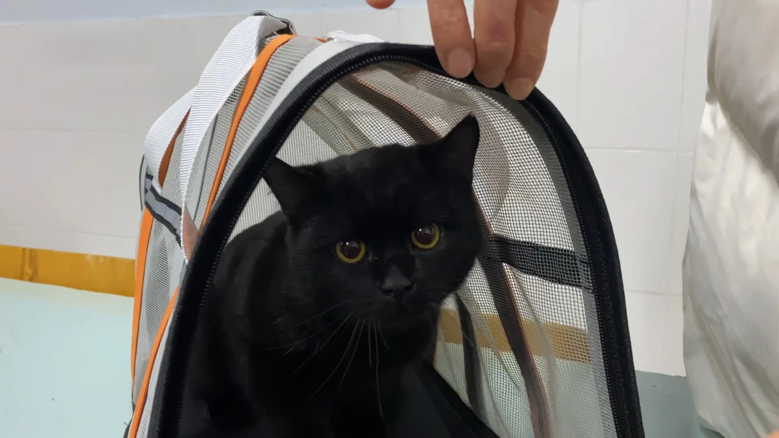 На Хмельниччині безкоштовно стерилізують та вакцинують котів