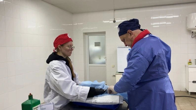 На Хмельниччині безкоштовно стерилізують та вакцинують котів