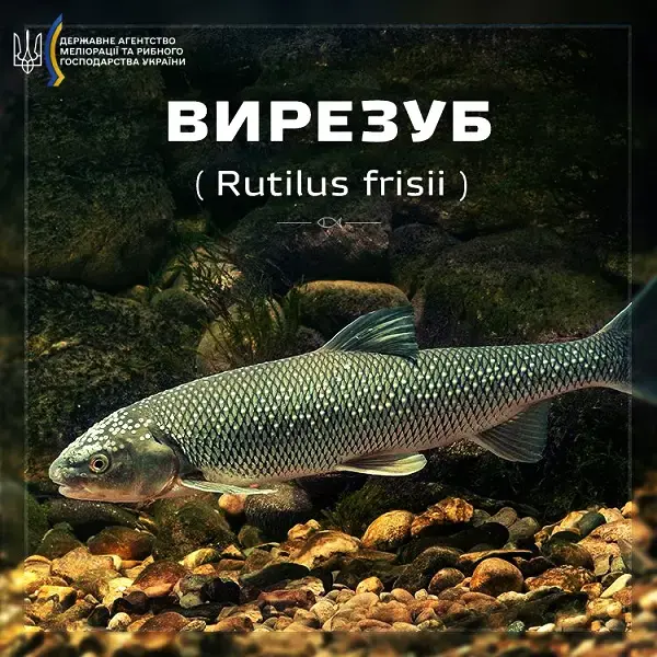 Браконьєрів з понад двома сотнями рибин затримали на Дністрі