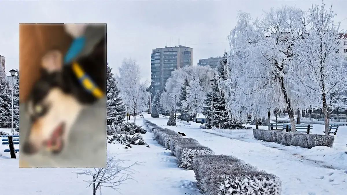Нічна загибель пса в Нетішині: поліція перевіряє можливе жорстоке поводження