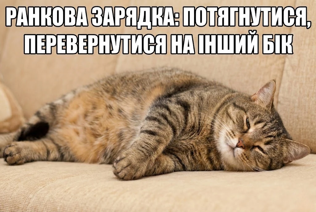 Доброго ранку з котиками: найтепліші картинки та душевні побажання для гарного настрою