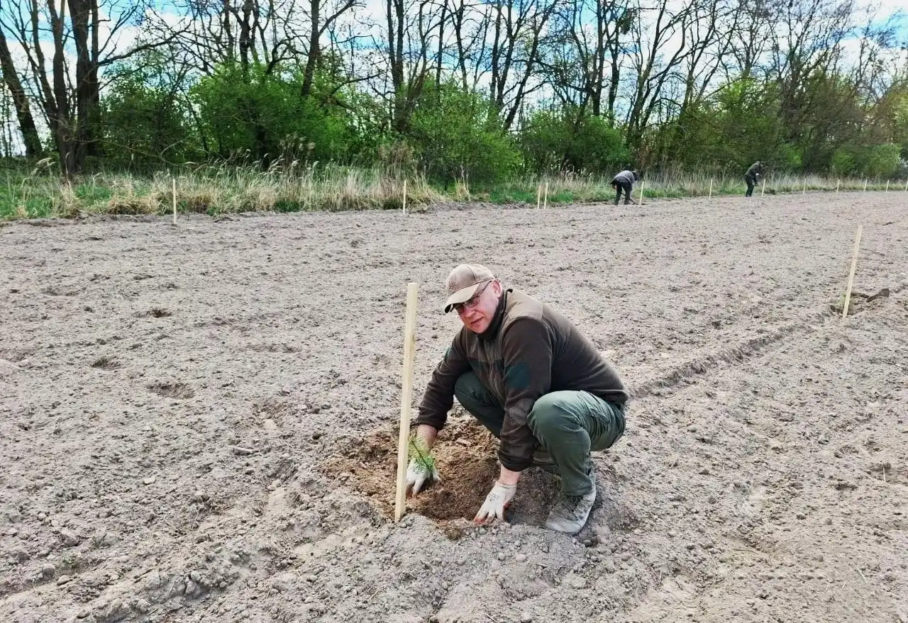 Генетичний фонд майбутнього: на Хмельниччині заклали унікальну плантацію сосни