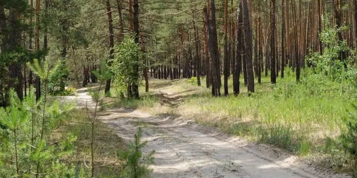 Для жителів Хмельниччини закрили вхід до лісових масивів через високу температуру